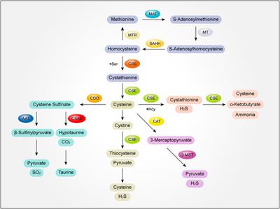 Sulfur-containing amino acids and their metabolites in atrial fibrosis